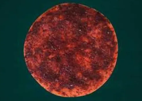 Muhammara